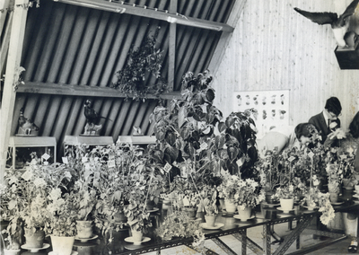 501098 Afbeelding van een tentoonstelling van gekweekte planten in het lesgebouwtje bij de schooltuin aan de ...